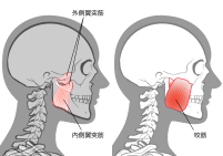 顎関節（周囲筋肉）