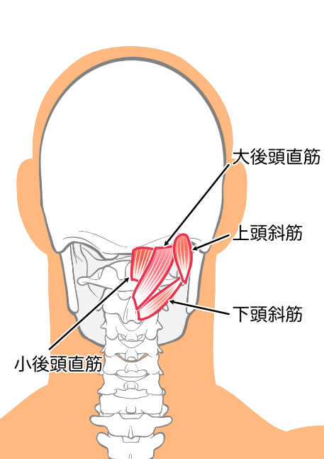 首（後頚）の筋肉