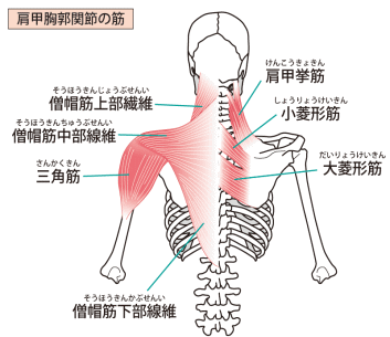 首肩（解剖図）