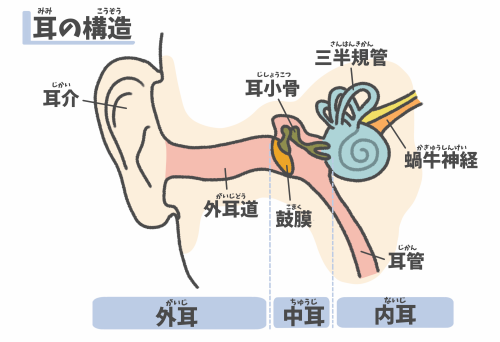 耳（構造）