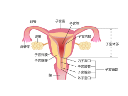 子宮筋層