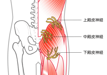臀部神経