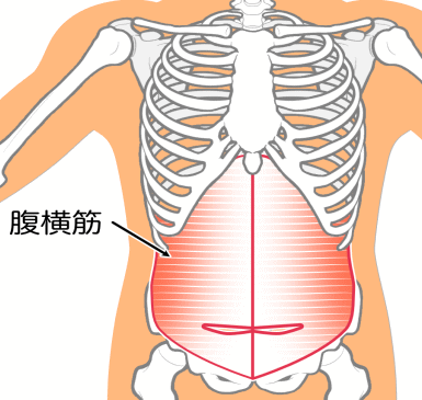 腹横筋