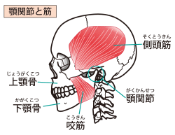 顎関節（筋肉）