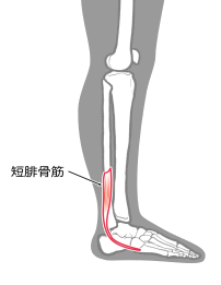 腓骨筋