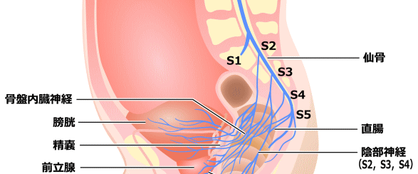 陰部神経