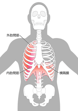 呼吸筋群