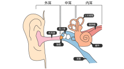 内耳