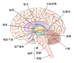 脳幹