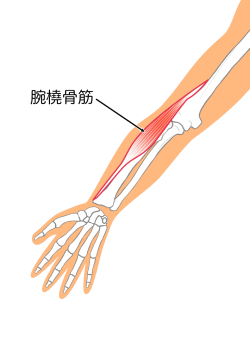 腕橈骨筋