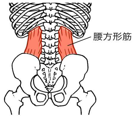 腰方形筋