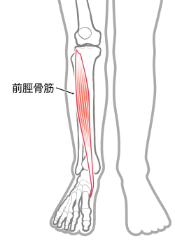 前脛骨筋